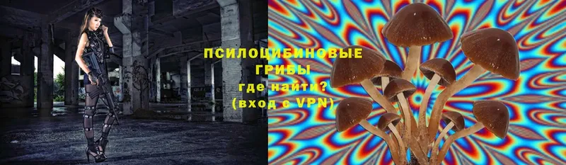 Псилоцибиновые грибы Psilocybe  закладки  Белинский 